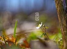 《春分》春分了，天氣漸漸暖起來。草木萬(wàn)物都生發(fā)了，空氣里里濕漉漉甜絲絲的，有一股子好聞的泥土腥味兒。[詳細(xì)]