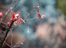 《小寒》正是小寒天氣，三九了。一九二九不出手，三九四九冰上走。今年一場(chǎng)雪還沒下，大地卻都上凍了。[詳細(xì)]