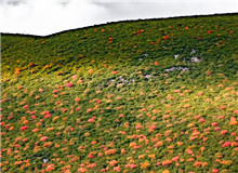 謳歌生命　　鳥類的一生，無比艱難，九死一生。但它們永遠樂觀，不悲苦。鳥類有著人類一樣偉大的愛，為了家族，可以犧牲自己。[詳細]