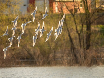 自然與人世的協奏曲